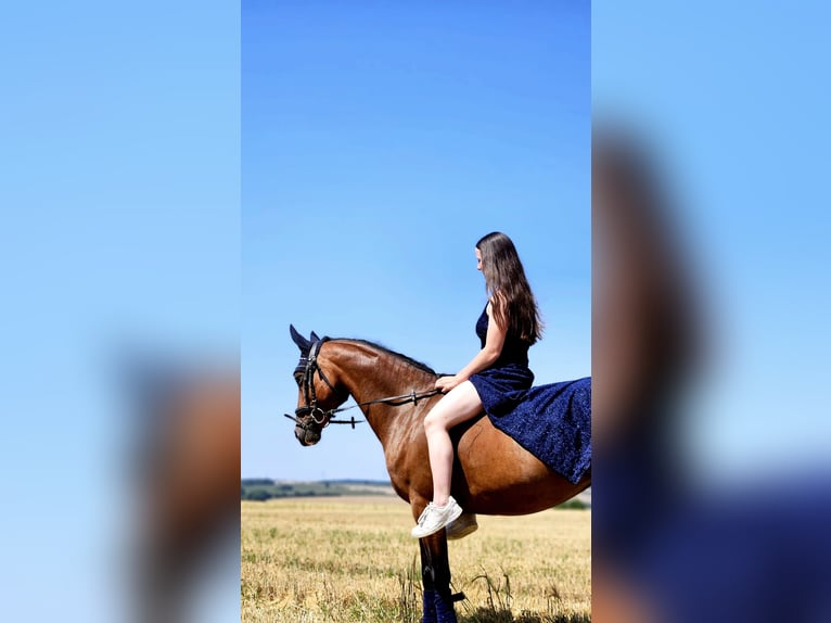 Deutsches Reitpony Stute 9 Jahre 144 cm Brauner in Erfurt