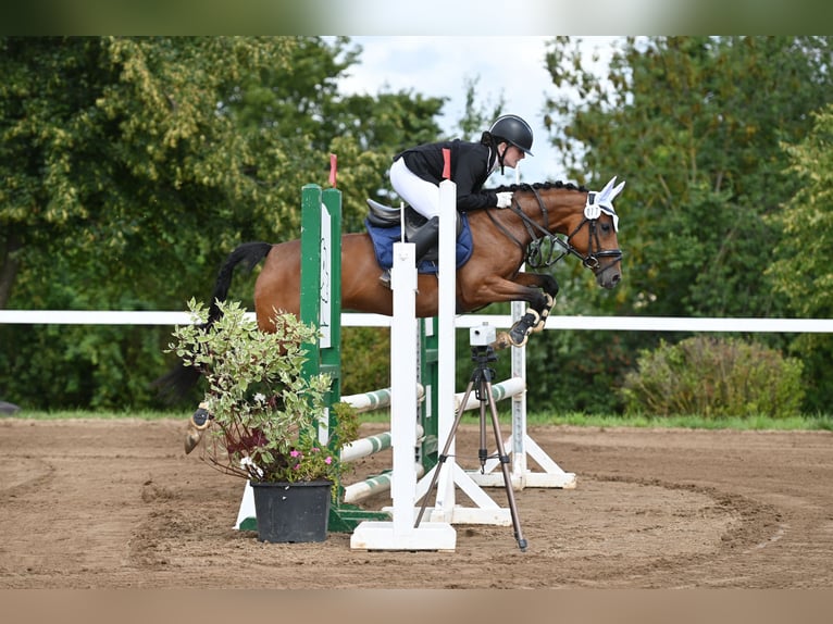 Deutsches Reitpony Stute 9 Jahre 144 cm Brauner in Erfurt