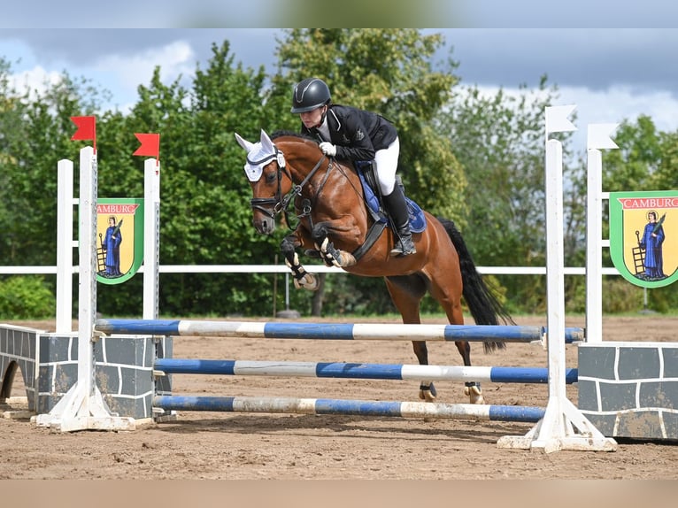 Deutsches Reitpony Stute 9 Jahre 144 cm Brauner in Erfurt