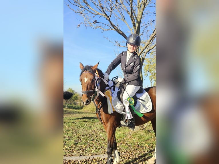 Deutsches Reitpony Stute 9 Jahre 144 cm Brauner in Erfurt