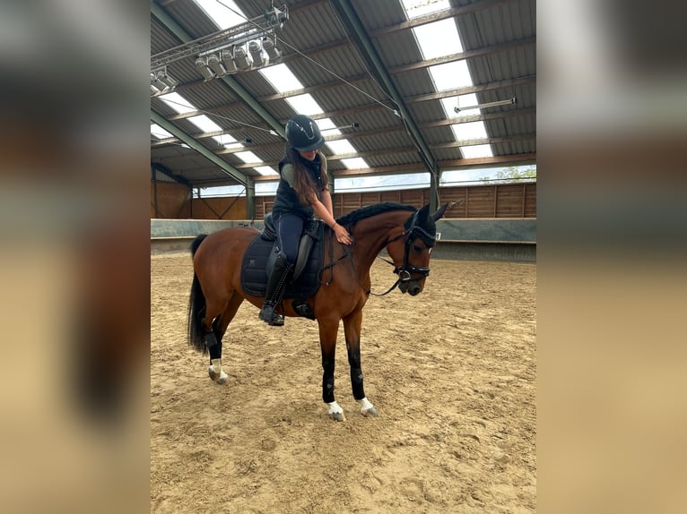 Deutsches Reitpony Stute 9 Jahre 144 cm Brauner in Erfurt
