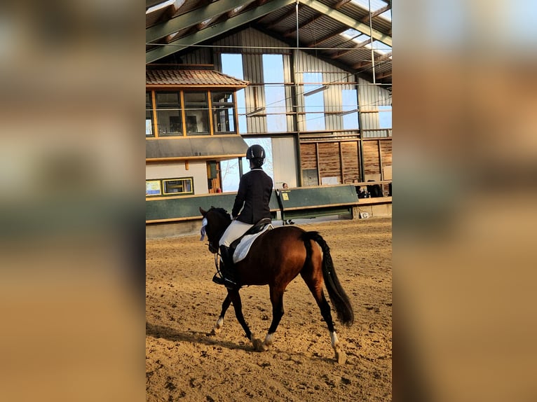 Deutsches Reitpony Stute 9 Jahre 144 cm Brauner in Erfurt