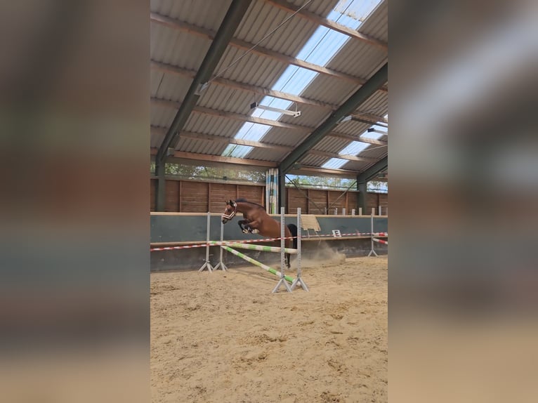 Deutsches Reitpony Stute 9 Jahre 144 cm Brauner in Erfurt