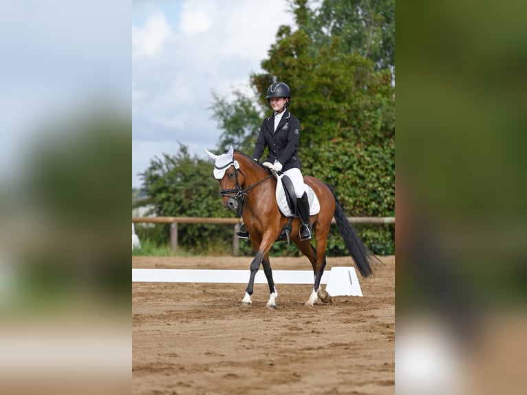 Deutsches Reitpony Stute 9 Jahre 144 cm Brauner in Erfurt