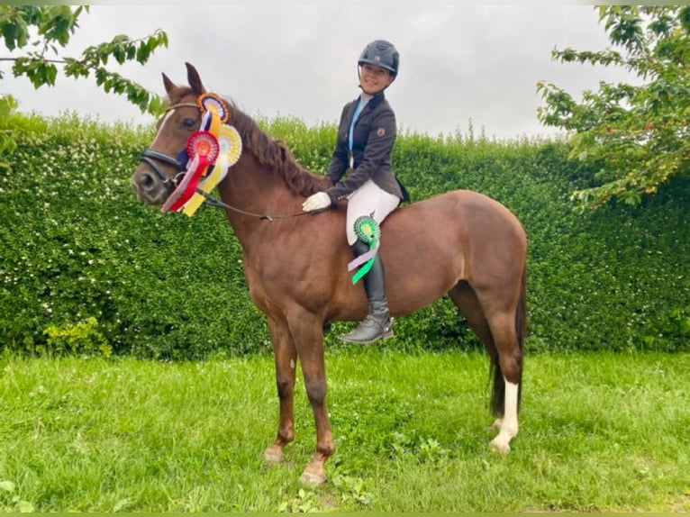 Deutsches Reitpony Stute 9 Jahre 144 cm Dunkelfuchs in Wendeburg