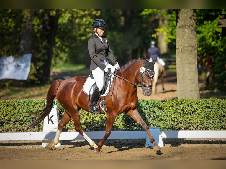 Deutsches Reitpony Stute 9 Jahre 144 cm Dunkelfuchs in Wendeburg