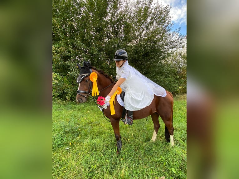 Deutsches Reitpony Stute 9 Jahre 144 cm Dunkelfuchs in Wendeburg