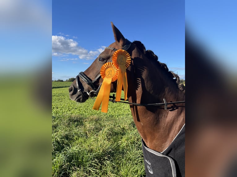 Deutsches Reitpony Stute 9 Jahre 144 cm Dunkelfuchs in Wendeburg