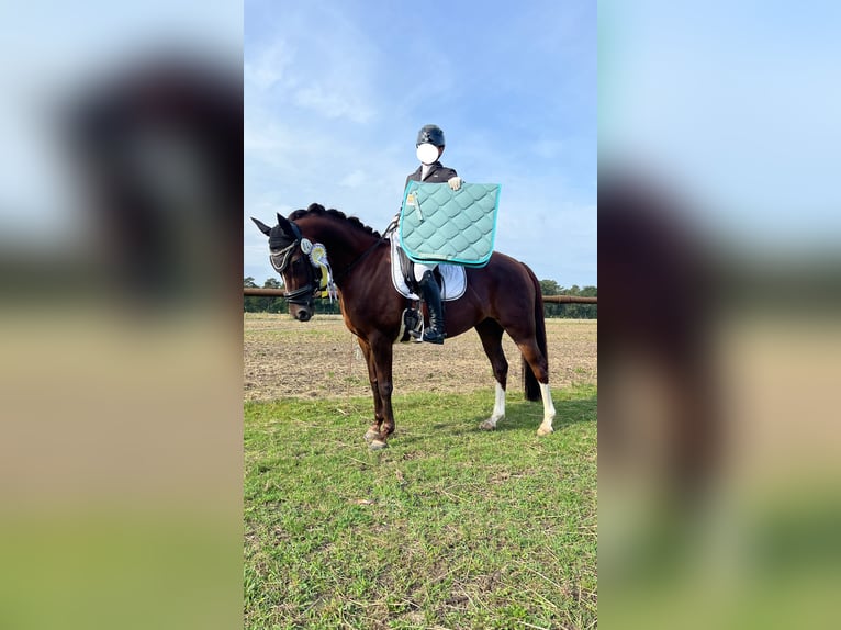 Deutsches Reitpony Stute 9 Jahre 144 cm Dunkelfuchs in Wendeburg