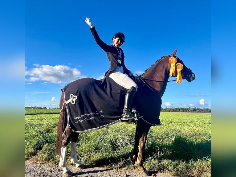 Deutsches Reitpony Stute 9 Jahre 144 cm Dunkelfuchs in Wendeburg