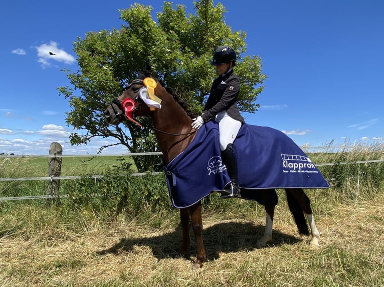 Deutsches Reitpony Stute 9 Jahre 144 cm Dunkelfuchs in Wendeburg