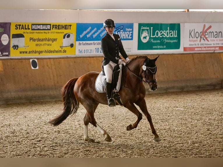 Deutsches Reitpony Stute 9 Jahre 144 cm Dunkelfuchs in Wendeburg