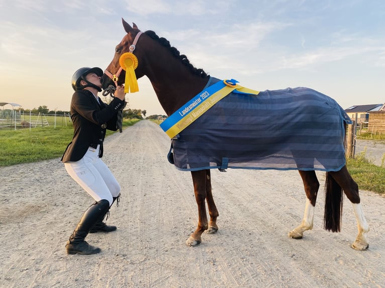 Deutsches Reitpony Stute 9 Jahre 144 cm Dunkelfuchs in Wendeburg