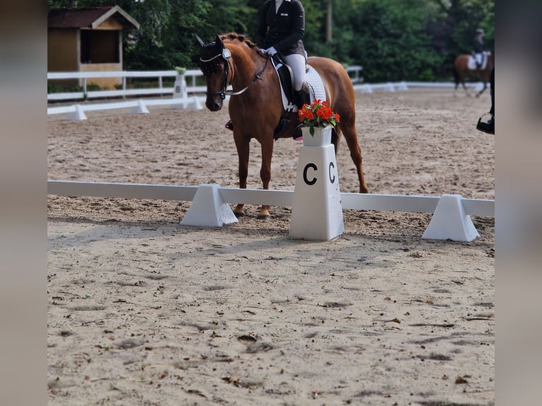 Deutsches Reitpony Stute 9 Jahre 144 cm Dunkelfuchs in Petershagen