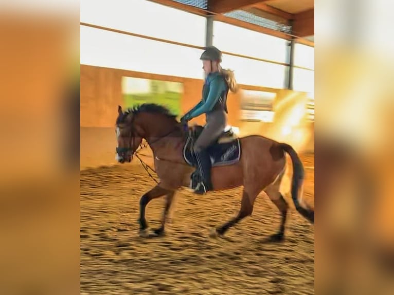 Deutsches Reitpony Stute 9 Jahre 144 cm Falbe in Billerbeck