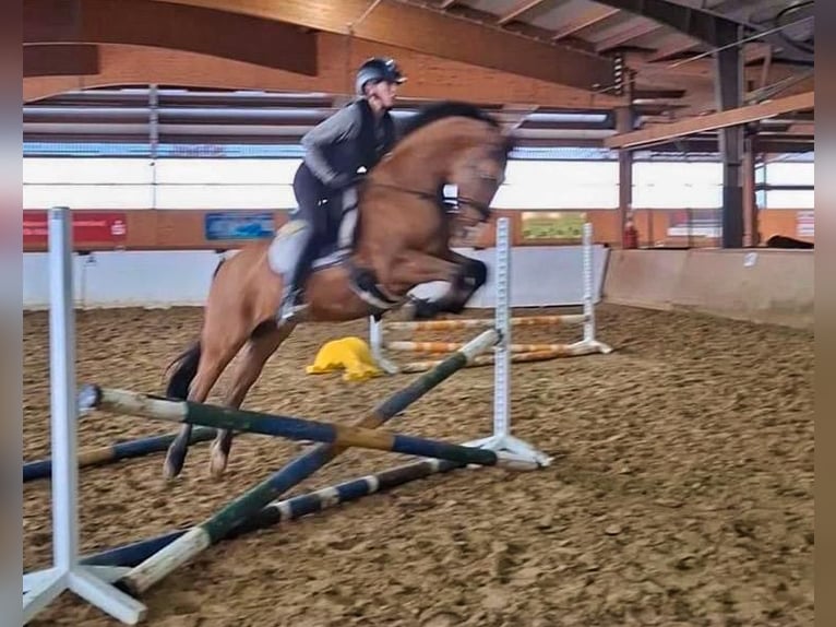 Deutsches Reitpony Stute 9 Jahre 144 cm Falbe in Billerbeck