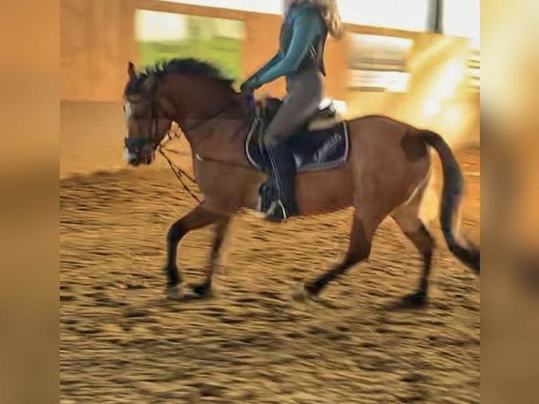 Deutsches Reitpony Stute 9 Jahre 144 cm Falbe in Billerbeck