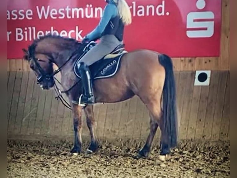 Deutsches Reitpony Stute 9 Jahre 144 cm Falbe in Billerbeck