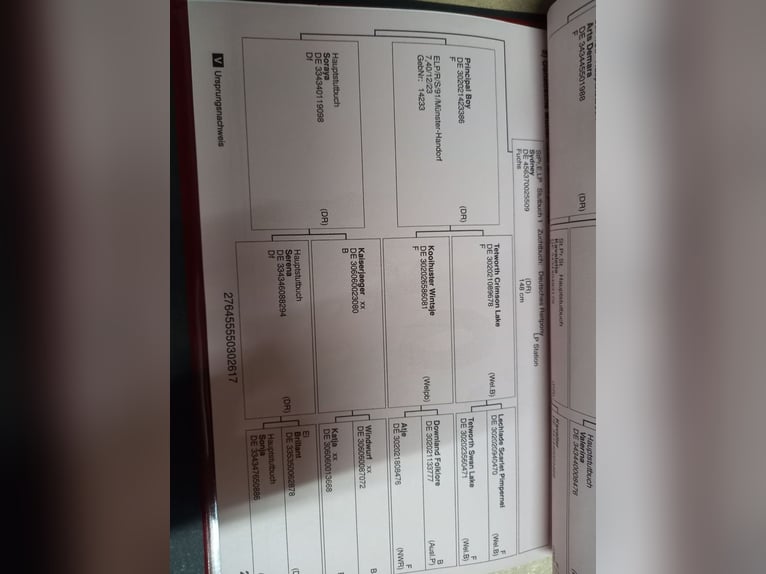 Deutsches Reitpony Stute 9 Jahre 144 cm Fuchs in Landsberg