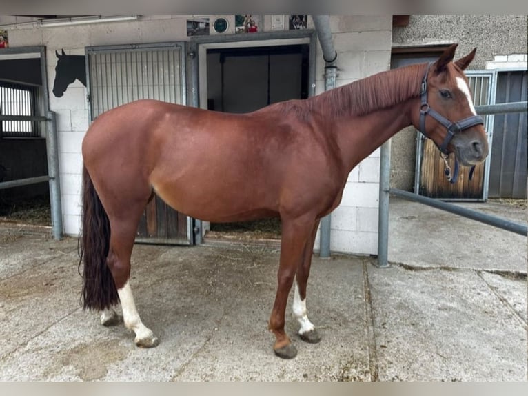 Deutsches Reitpony Stute 9 Jahre 144 cm Fuchs in Landsberg