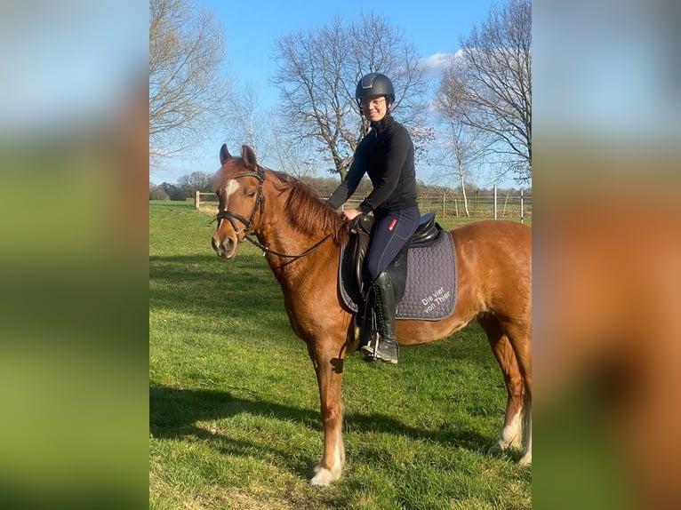 Deutsches Reitpony Stute 9 Jahre 144 cm Fuchs in Marl Deutsches Reitpony Stute 9 Jahre 144 cm Fuchs in Marl