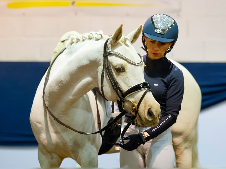 Deutsches Reitpony Stute 9 Jahre 144 cm Palomino in Marsberg