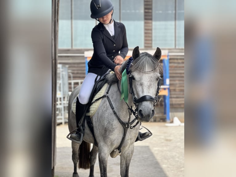 Deutsches Reitpony Stute 9 Jahre 144 cm Schimmel in Mondsee
