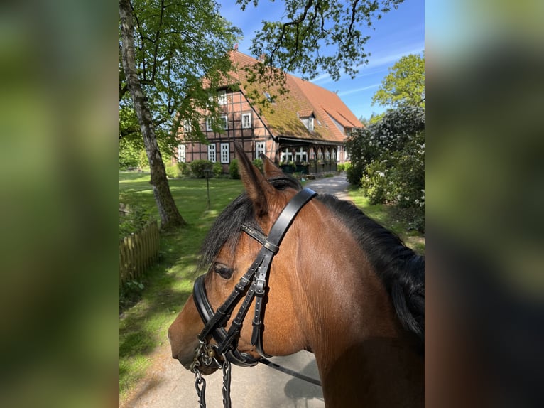 Deutsches Reitpony Stute 9 Jahre 145 cm Brauner in Soltau