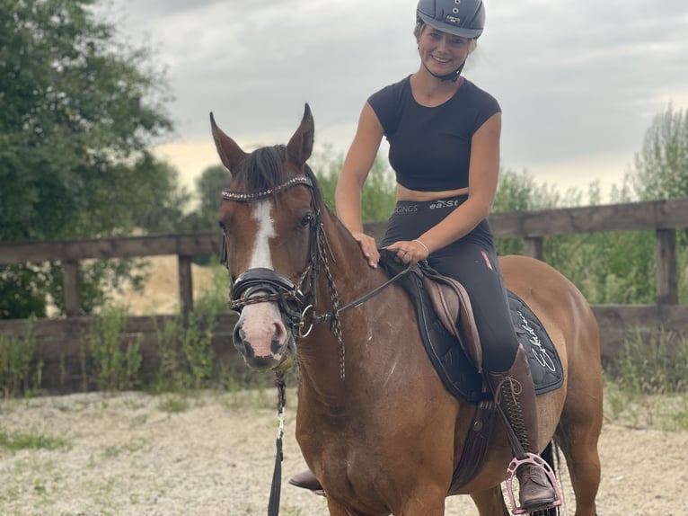 Deutsches Reitpony Stute 9 Jahre 145 cm Brauner in Trebbin