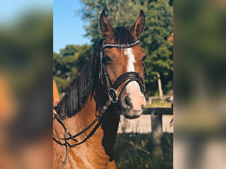 Deutsches Reitpony Stute 9 Jahre 145 cm Brauner in Trebbin