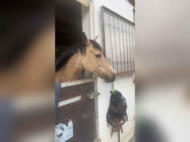 Deutsches Reitpony Stute 9 Jahre 145 cm Buckskin in Nußloch