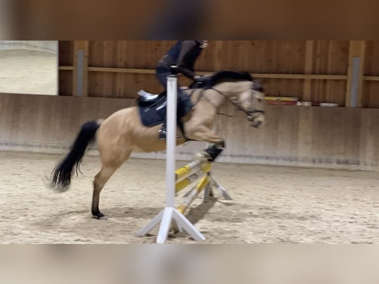Deutsches Reitpony Stute 9 Jahre 145 cm Buckskin in Nußloch