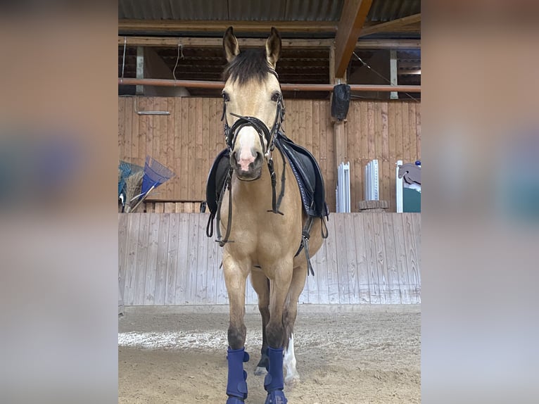 Deutsches Reitpony Stute 9 Jahre 145 cm Buckskin in Nußloch