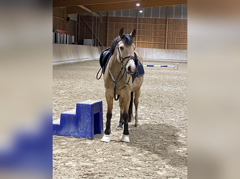Deutsches Reitpony Stute 9 Jahre 145 cm Buckskin in Nußloch