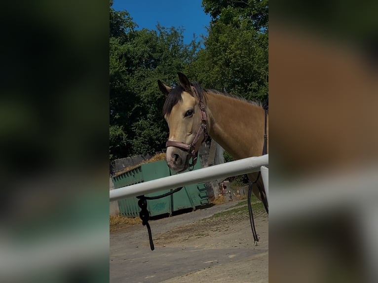 Deutsches Reitpony Stute 9 Jahre 145 cm Buckskin in Nußloch