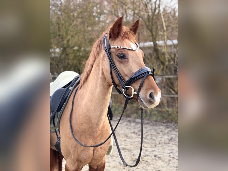 Deutsches Reitpony Stute 9 Jahre 145 cm Fuchs in Attendorn
