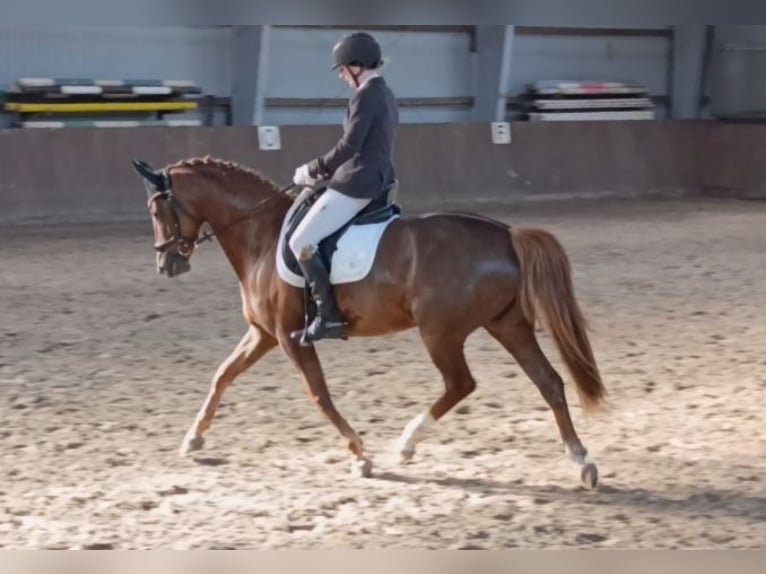 Deutsches Reitpony Stute 9 Jahre 145 cm Fuchs in Weesby