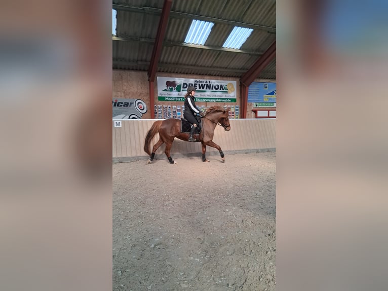 Deutsches Reitpony Stute 9 Jahre 145 cm Fuchs in Weesby