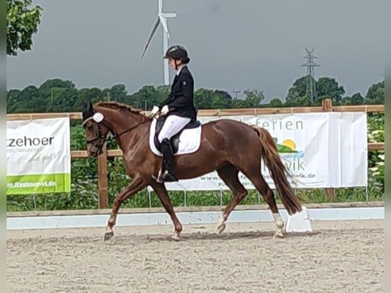 Deutsches Reitpony Stute 9 Jahre 145 cm Fuchs in Weesby