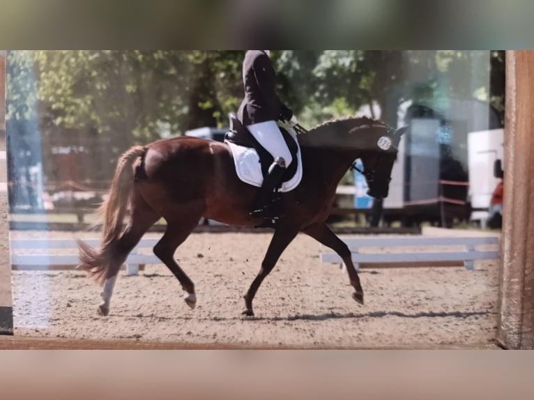 Deutsches Reitpony Stute 9 Jahre 145 cm Fuchs in Weesby