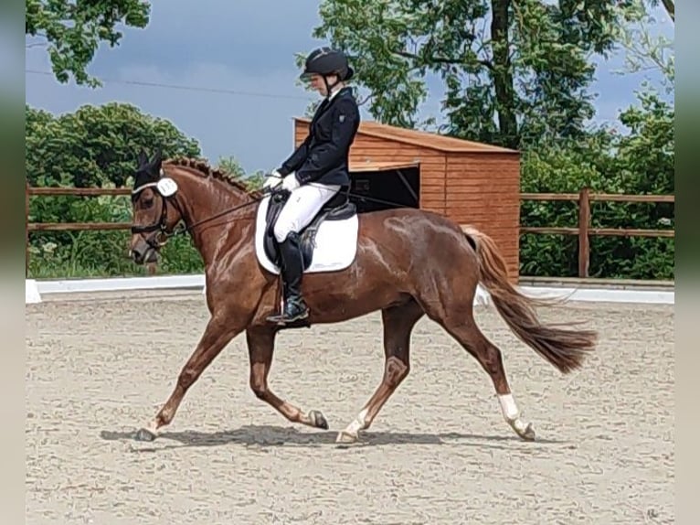 Deutsches Reitpony Stute 9 Jahre 145 cm Fuchs in Weesby