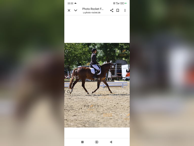 Deutsches Reitpony Stute 9 Jahre 145 cm Fuchs in Weesby