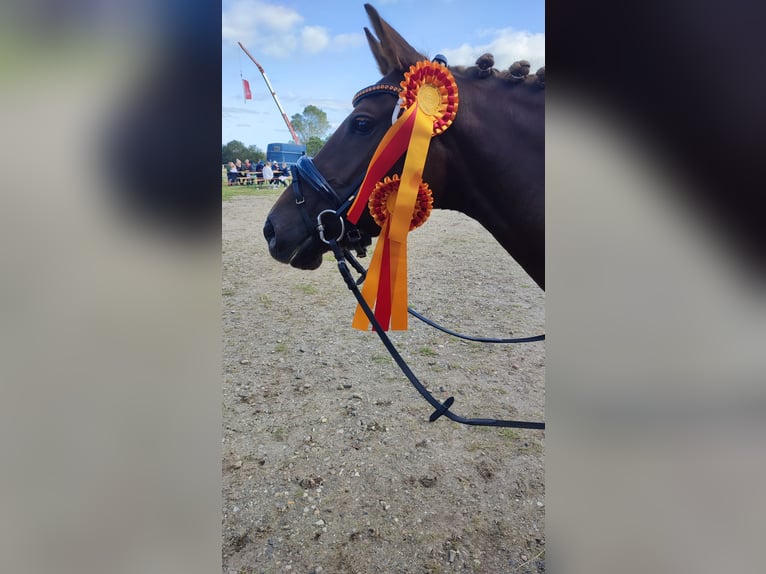 Deutsches Reitpony Stute 9 Jahre 145 cm Fuchs in Weesby