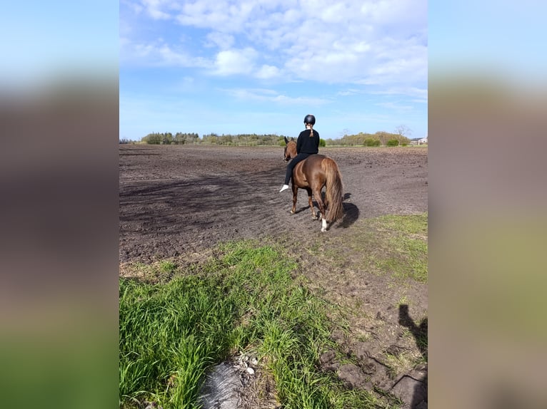Deutsches Reitpony Stute 9 Jahre 145 cm Fuchs in Weesby