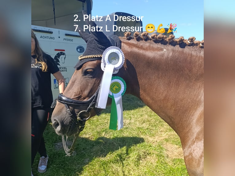 Deutsches Reitpony Stute 9 Jahre 145 cm Fuchs in Weesby