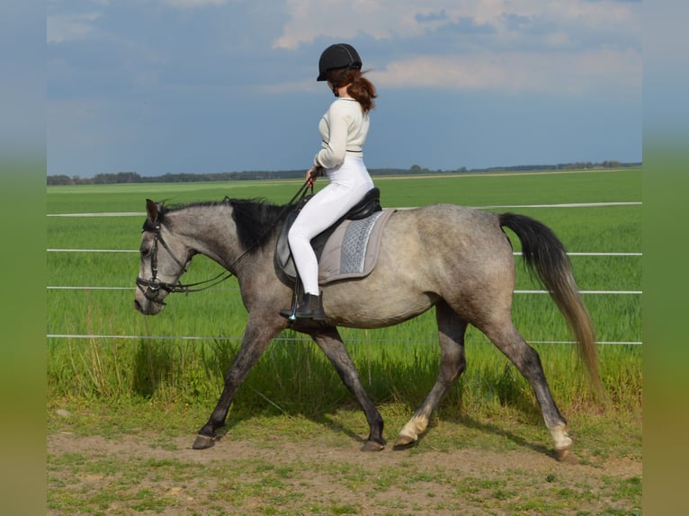 Deutsches Reitpony Stute 9 Jahre 145 cm Rappschimmel in genthin