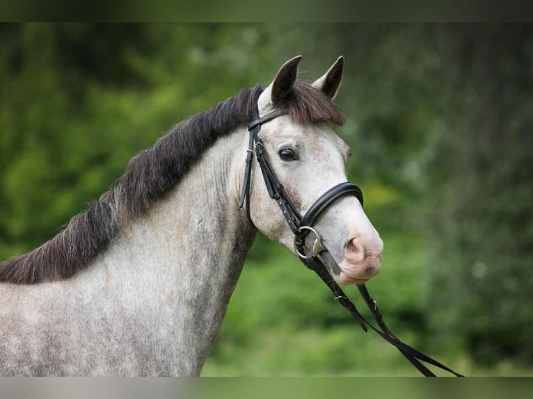 Deutsches Reitpony Stute 9 Jahre 145 cm Schimmel in Alcs&#xFA;tdoboz