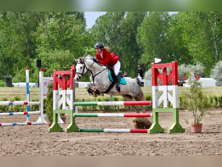 Deutsches Reitpony Stute 9 Jahre 145 cm Schimmel in Alcs&#xFA;tdoboz