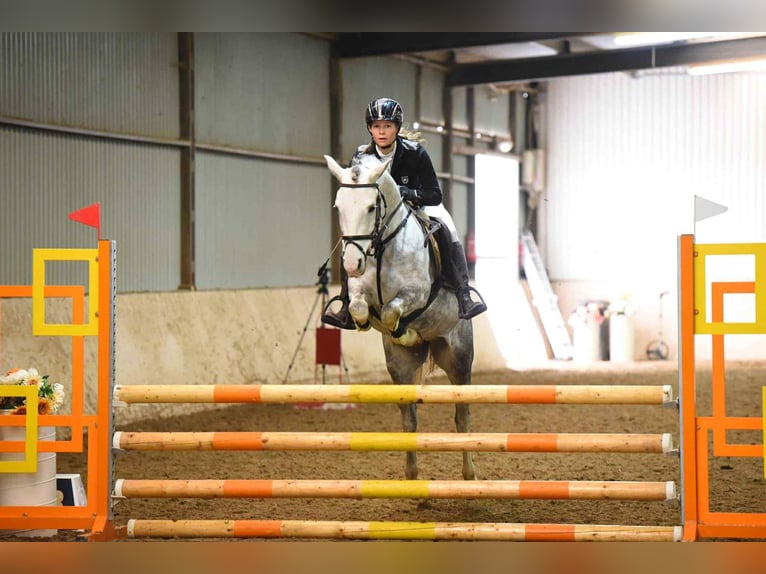 Deutsches Reitpony Stute 9 Jahre 145 cm Schimmel in Alcs&#xFA;tdoboz