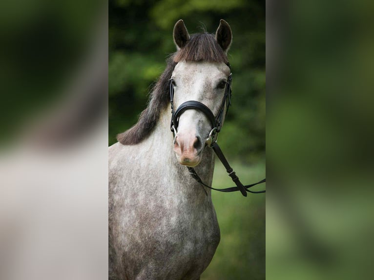 Deutsches Reitpony Stute 9 Jahre 145 cm Schimmel in Alcs&#xFA;tdoboz